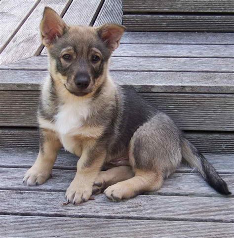 Corgi German Shepherd Mix Puppies For Sale | PETSIDI