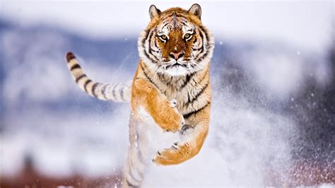 7680x4320 Tiger In Snow 8K ,HD 4k Wallpapers,Images,Backgrounds,Photos and Pictures