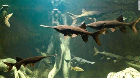 The Chinese paddlefish is Officially Declared Extinct. And we killed it. - Saving Nature