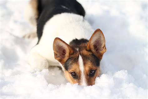 Foxy - Basenji Collie mix