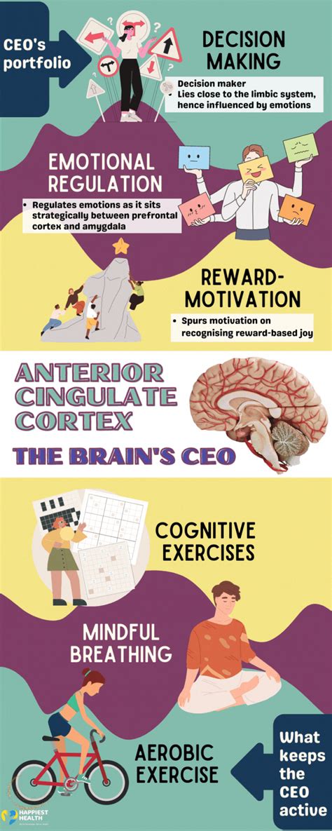 The Brain's CEO: Anterior Cingulate Cortex | Happiest Health