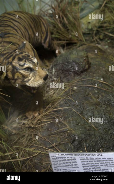 Bali tiger hi-res stock photography and images - Alamy