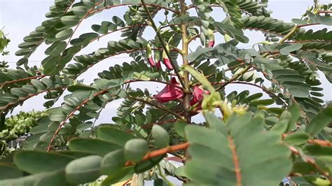 katuray flower (sesbania grandiflora) humming bird flower - YouTube