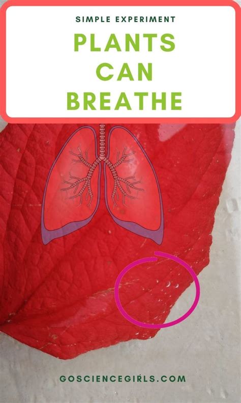 Respiration In Plants - Do Plants Breathe ? Experiment for Kids | Experiments for kids easy ...