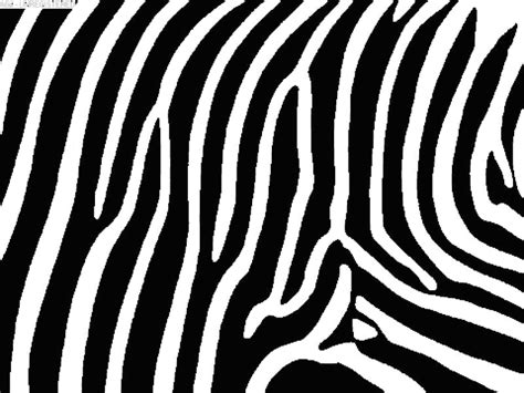 Zebra GIF | GIFs.nl