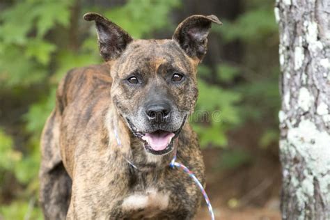 Happy Senior Brindle Dutch Shepherd Mix Breed Dog Outside Stock Photo ...