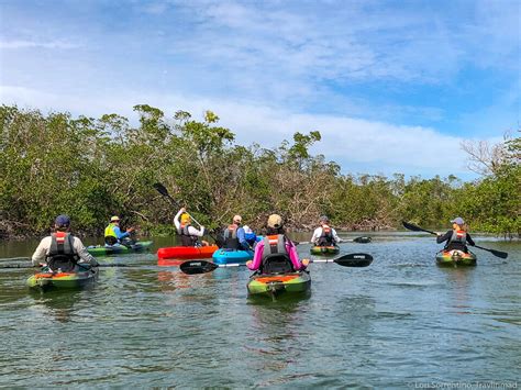 Everglades Kayak Tours: Mangrove Kayaking in Rookery Bay with Rising ...