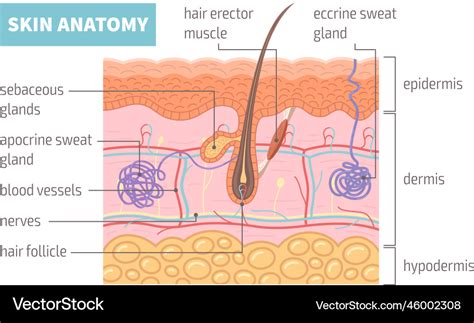 Human skin anatomy infographics Royalty Free Vector Image