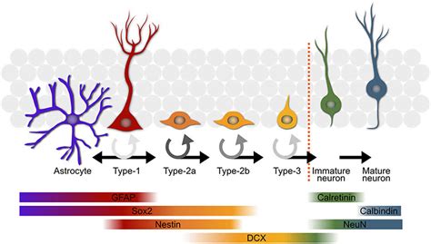 Neurogenesis function, location in the brain & how to increase neurogenesis