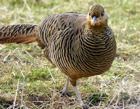 Bird Directory: Golden Pheasant