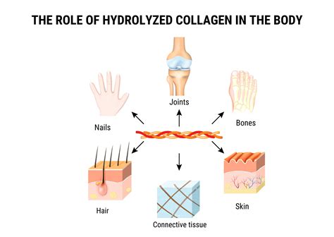 Hydrolyzed Collagen: What It Is, Health Benefits, Use, 48% OFF