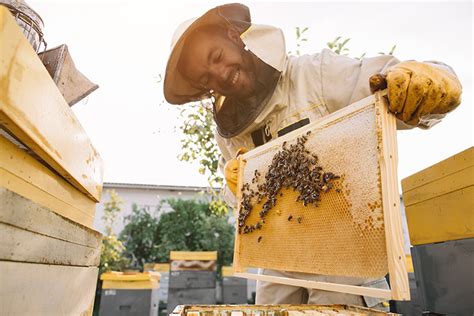 Best Honey Farms and Apiaries in Montana!