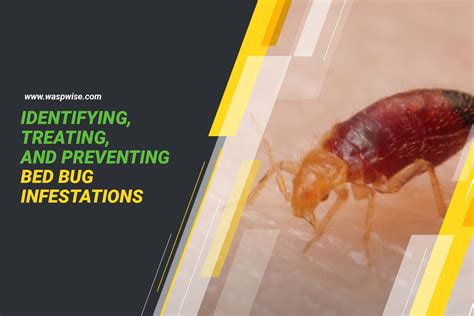 How Do You Know If A Bed Bug Infestation Is Bad at Blair Conklin blog