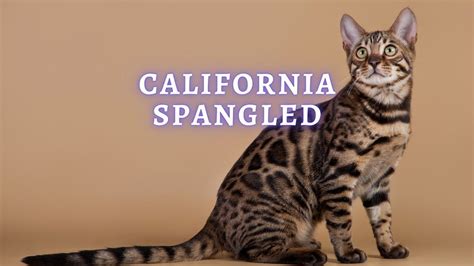 California Spangled Cat Breed Origins, Temperament, Health and Care