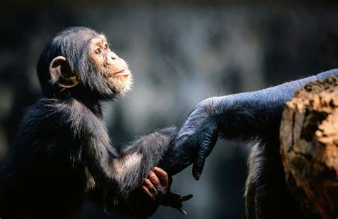 Wild chimpanzees like to share cool things with others - Earth.com