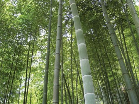 Moso bamboo forest | Bamboo seeds, Phyllostachys, Seeds