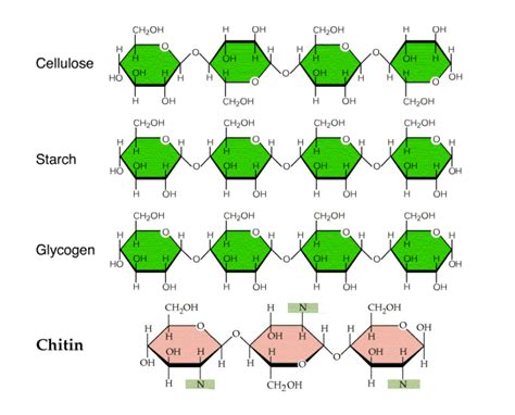 Polysaccharides: What are Polysaccharides and its Classify?