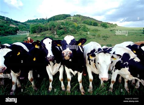 Cows Leuchtenburg Castle Kahla Thuringia Germany Stock Photo - Alamy