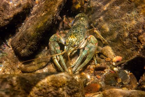 Crayfish In Water