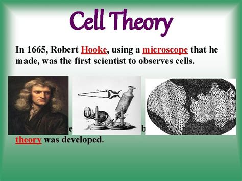 Cell Theory In 1665 Robert Hooke using a