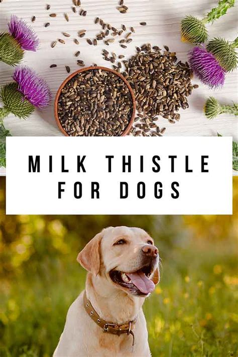 Milk Thistle For Dogs - Treatment, Dosage and Effectiveness