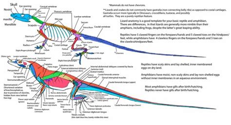 Lizard skeleton and muscles diagram | Cats art drawing, Muscle diagram, Animal skeletons