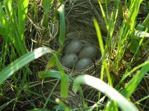 Horned Lark — Southern Wisconsin Bird Alliance