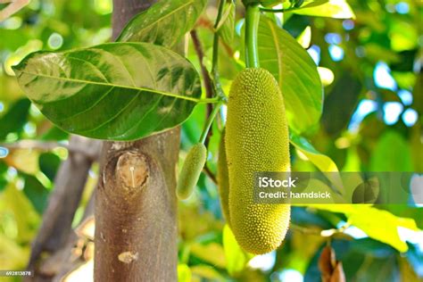 Fruit Cempedak On The Tree Stock Photo - Download Image Now - Abstract, Backgrounds, Bamboo ...