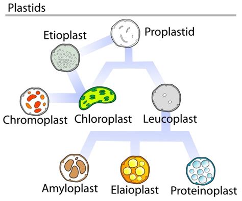 What is the Difference Between Leucoplast and Chromoplast - Pediaa.Com