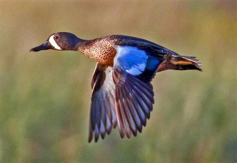 Blue-Winged Teal – Profile | Traits | Migration | Habitat | Breeding ...