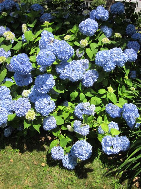 Blue Endless Summer Hydrangea Blossoms | BostonGardens.com