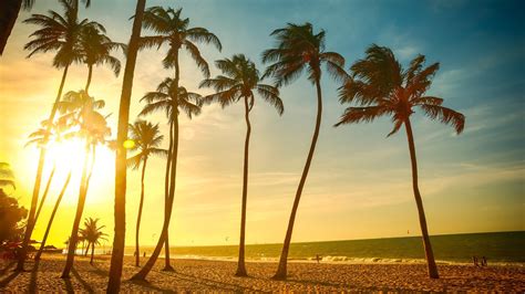 Coconut trees, landscape, tropical, beach, palm trees HD wallpaper | Wallpaper Flare