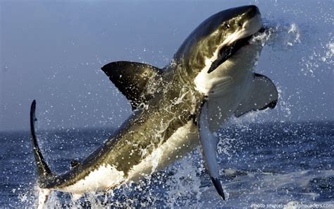 Interesting facts about great white sharks | Just Fun Facts