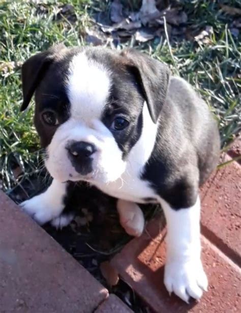 Bugg Puppies For Sale | Xenia, OH #318990 | Petzlover