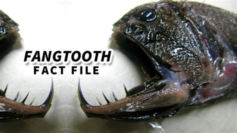 Fangtooth Facts: a FREAKY FISH 🐟 Animal Fact Files - YouTube