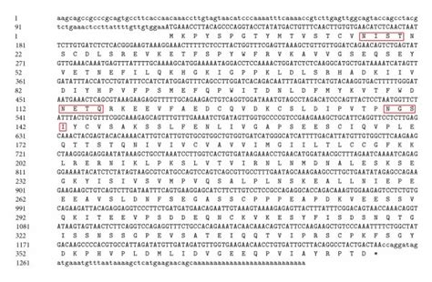 Nucleotide sequences of goose IFNGRs and deduced amino acid sequence... | Download Scientific ...