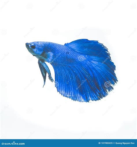 Beautiful Blue Betta Fish in Tank Stock Image - Image of environment, care: 101980435