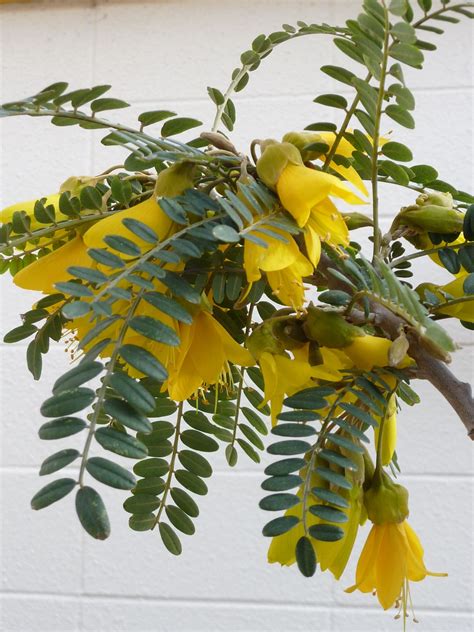 Kowhai Tree Flowers in Bloom