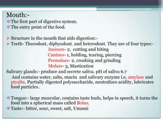 Digestive system in human | PPT