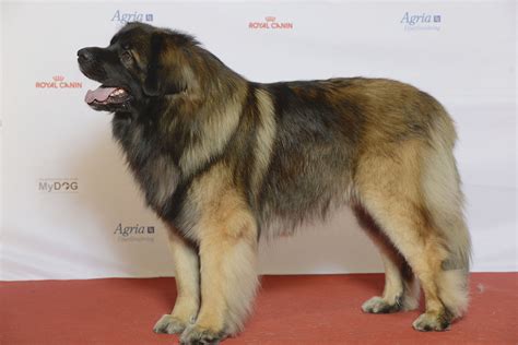 Leonberger - Temperament, Lifespan, Shedding, Puppy