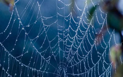 creepy, Spider, Webs Wallpapers HD / Desktop and Mobile Backgrounds