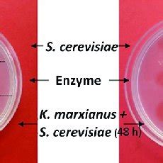 Polygalacturonase plate assay showing clearing zones indicating the... | Download Scientific Diagram