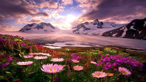 Spring Flowers in Alaska - Image Abyss