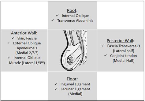 Inguinal Canal Boundaries Mnemonic