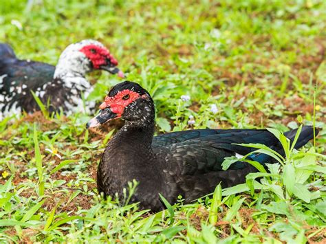 Female Muscovy Ducks (Male vs Female Identification) | Birdfact