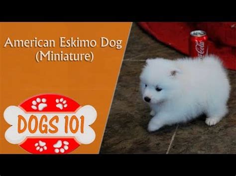 How Long Miniature American Eskimo Dogs Live