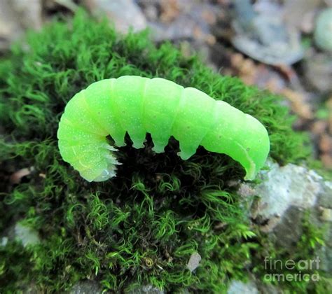 Glow Worm Photograph by Joshua Bales