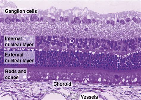 MBBS Medicine (Humanity First): Eye histology