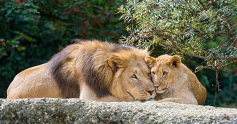 342kg of lion bones bound for M'sia seized at South Africa airport - Mothership.SG - News from ...