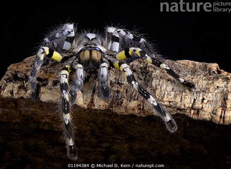 Stock photo of Indian ornamental tarantula {Poecilotheria regalis} captive, from India ...